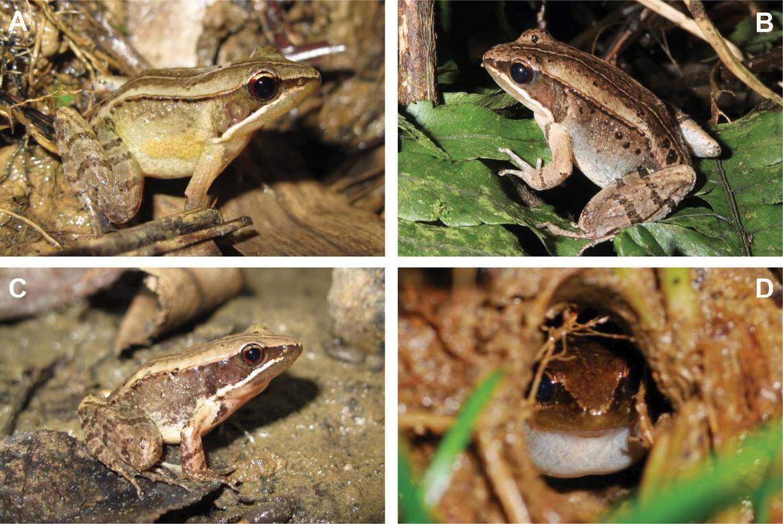 Several Nidirana shyhhuangi, or Yuchi music frogs.
