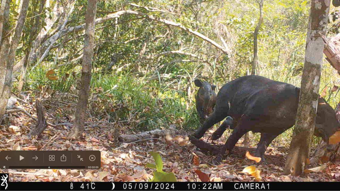 Baird’s tapirs seen chasing each other during a fight in Calakmul Biosphere Reserve in May 2024.