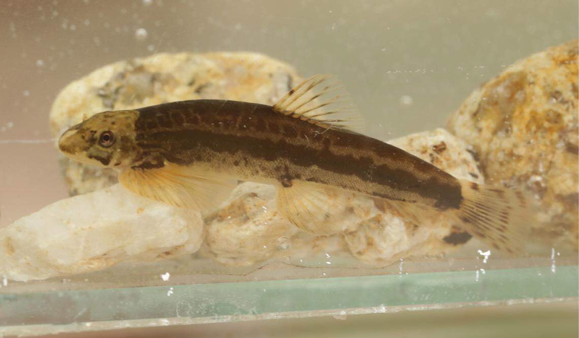 A Vanmanenia duci, or Duc’s hillstream loach.