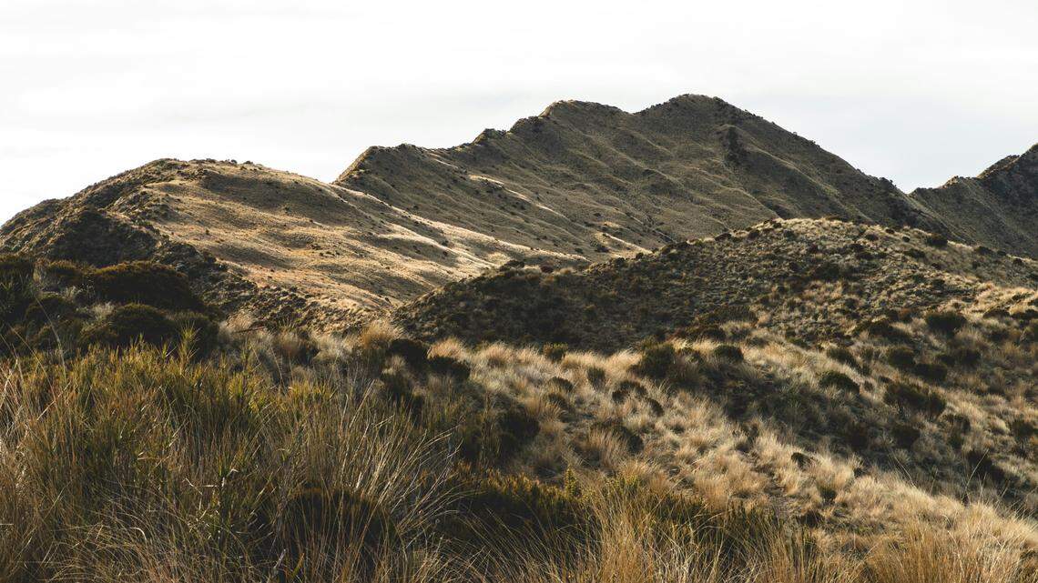 Scientists found a yellow-bellied animal with “erratic” behavior in the mountains of New Zealand and discovered a new species, a study said.