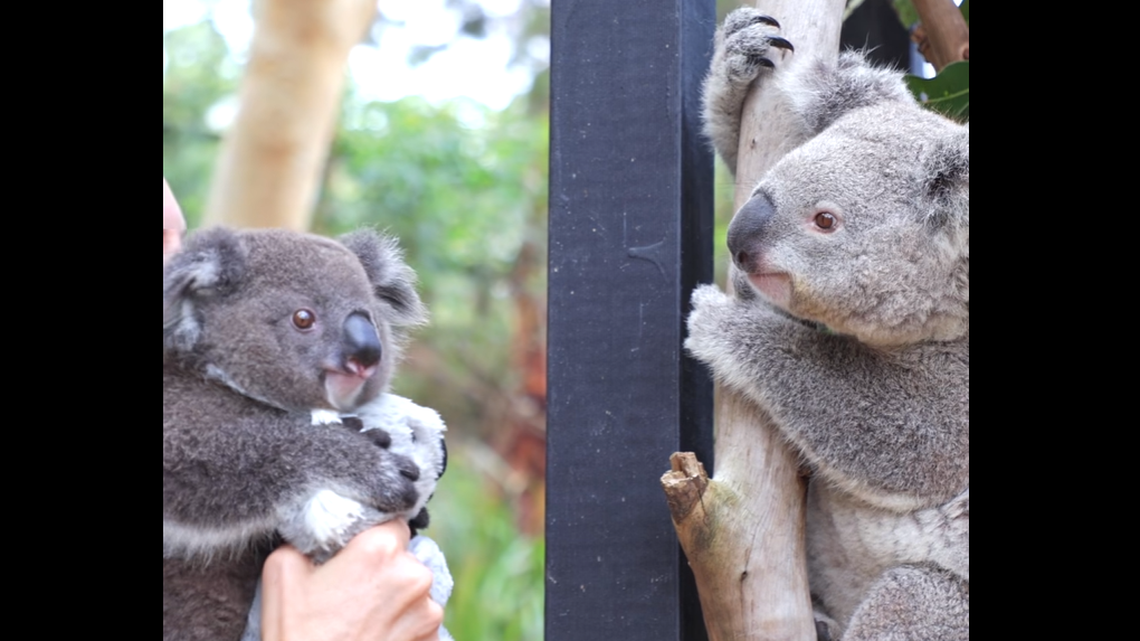 Koalas Albert and Elsa reunite after six months apart.