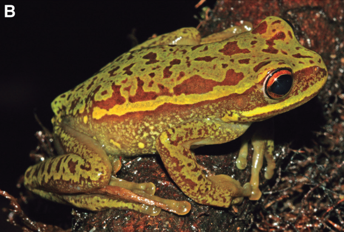 A Boana quiriri, or Quiriri gladiator frog.
