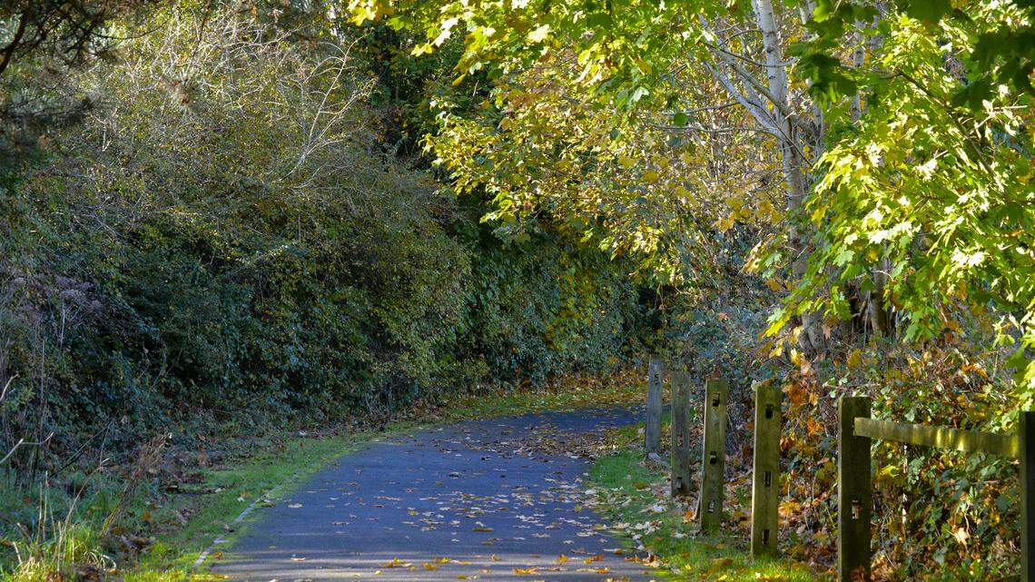 A passerby found an “extremely rare” barbastelle bat that had flown a short distance before landing on a bike path in the United Kingdom, rescuers said.