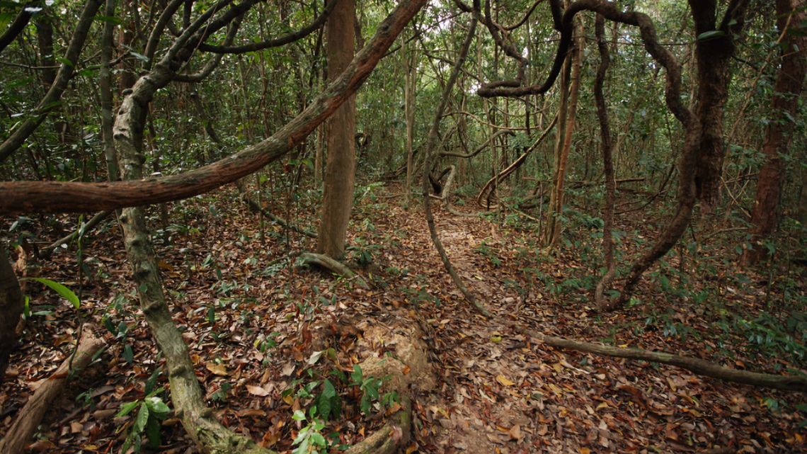 Scientists found a “bent”-toed creature with “well-developed” claws in a forest of Thailand and discovered a new species, study said.