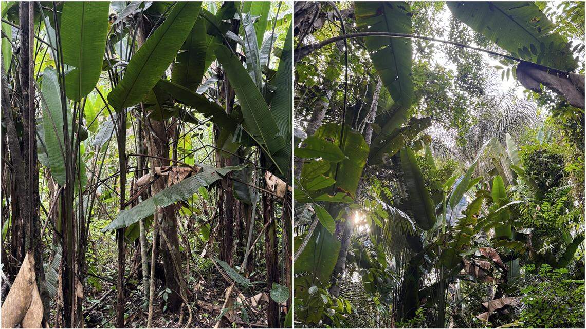 Scientists found a “toxic”-skinned creature with “large” hands in the Amazon rainforest of Brazil and discovered a new species, a study said.