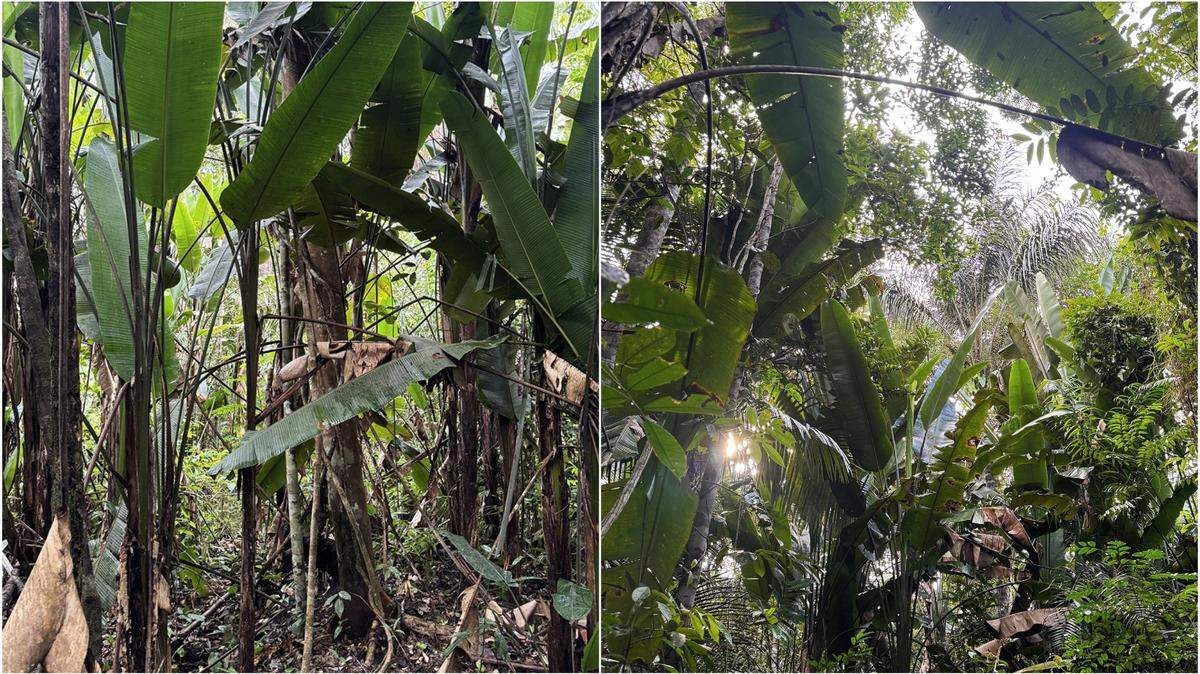 Scientists found a “toxic”-skinned creature with “large” hands in the Amazon rainforest of Brazil and discovered a new species, a study said.
