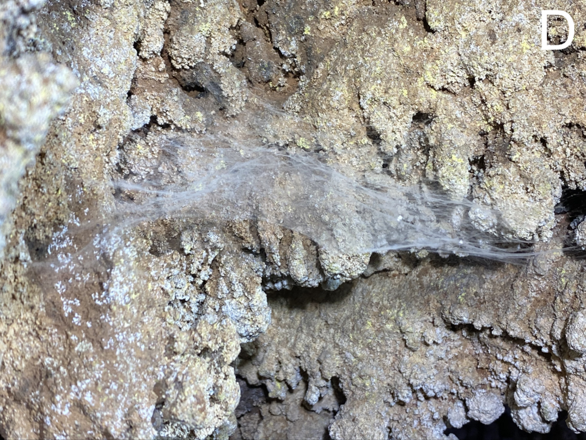 The web of a Pinelema elinae, or Elina’s long-legged cave spider.