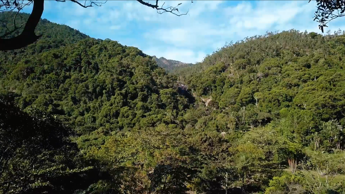 Scientists found a “giant” creature with a “stout” body lurking near a stream in Madagascar and discovered a new species, a study said .