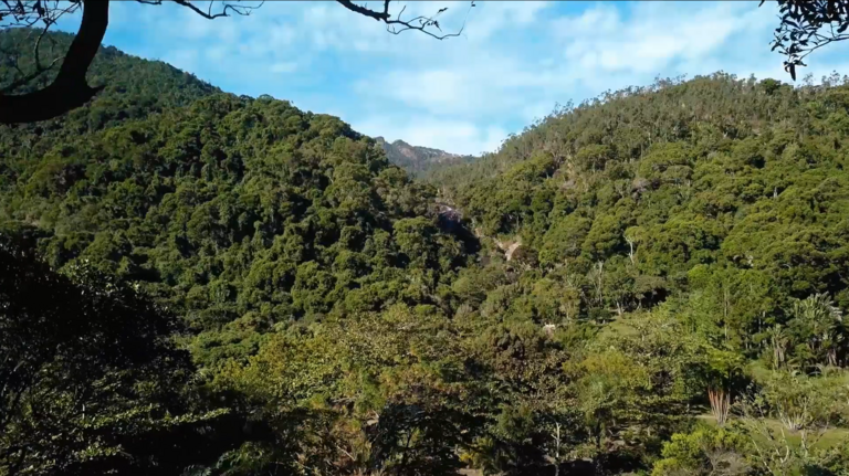 ‘Giant’ creature found lurking near stream in Madagascar. It’s a new species
