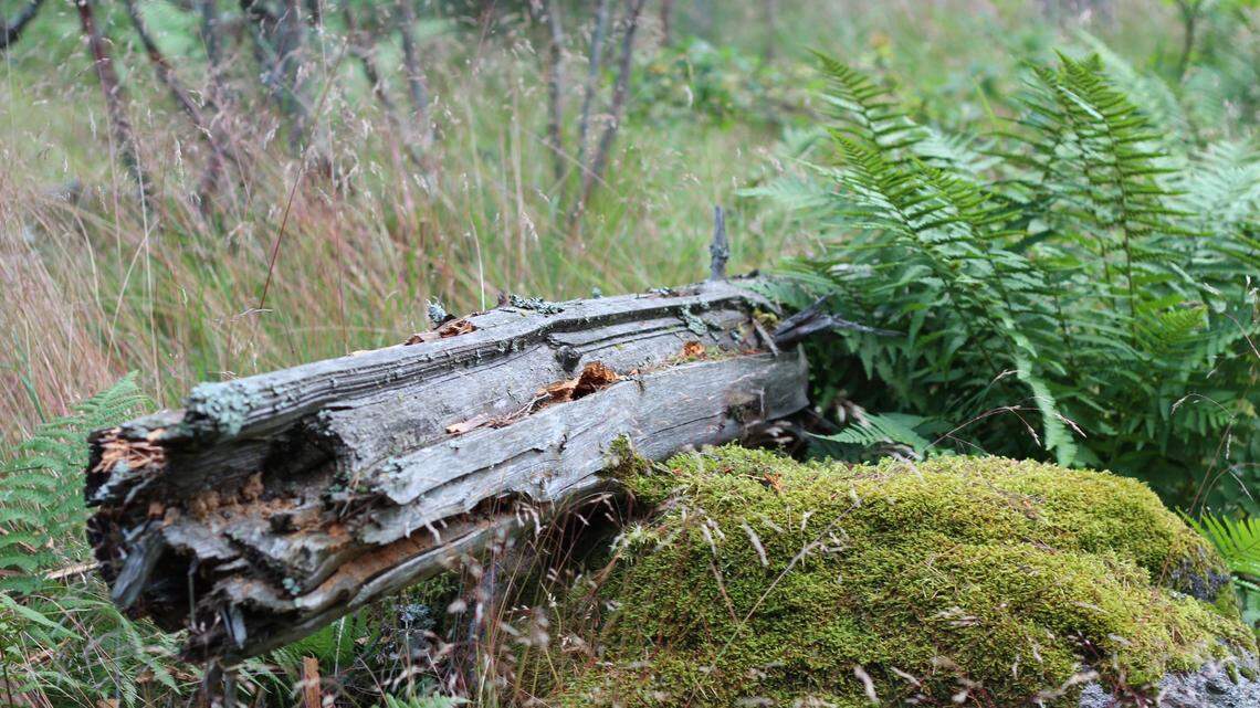 The four new species were discovered on decaying fallen branches in Japan, researchers said.