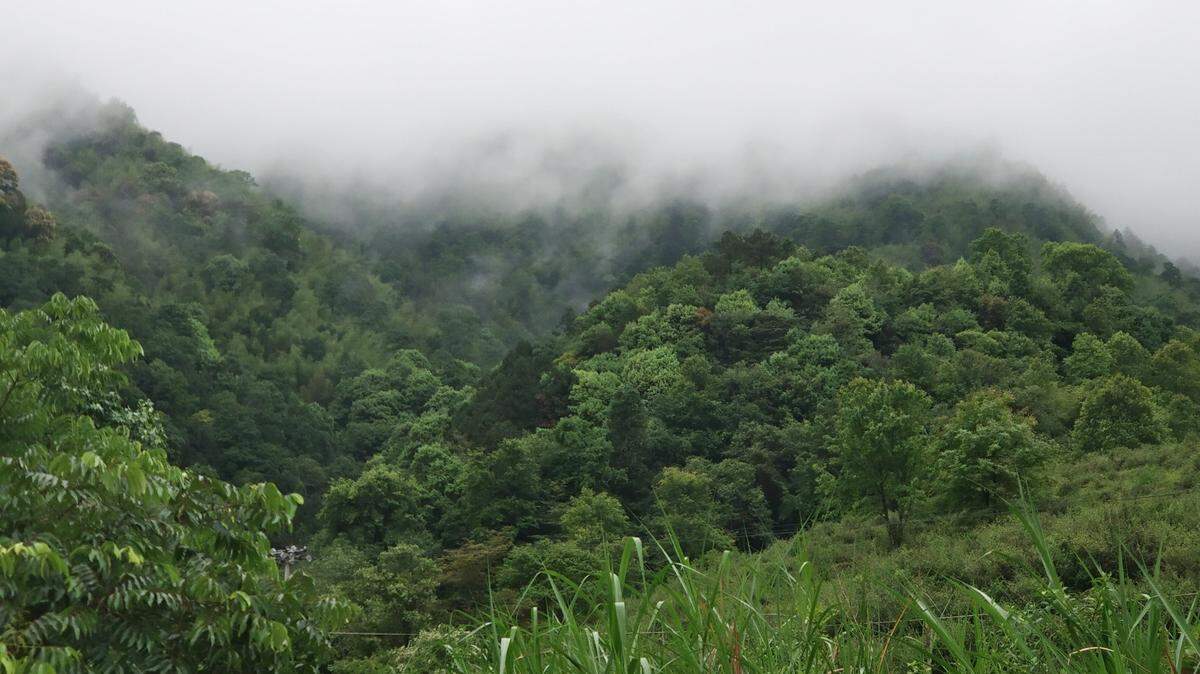 While hiking in a mountain forest of China, scientists scared a “secretive” creature out of its hiding place and rediscovered a rare species.