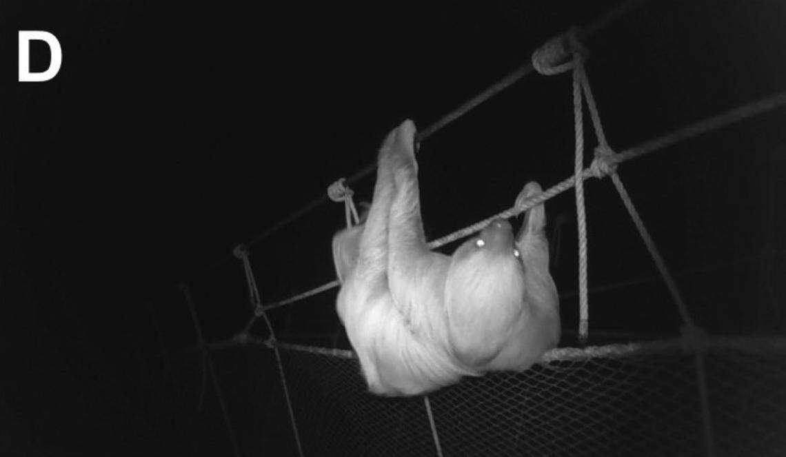 A Linnaeus’s two-toed sloth, or Choloepus didactylus, seen on the artificial canopy bridge.
