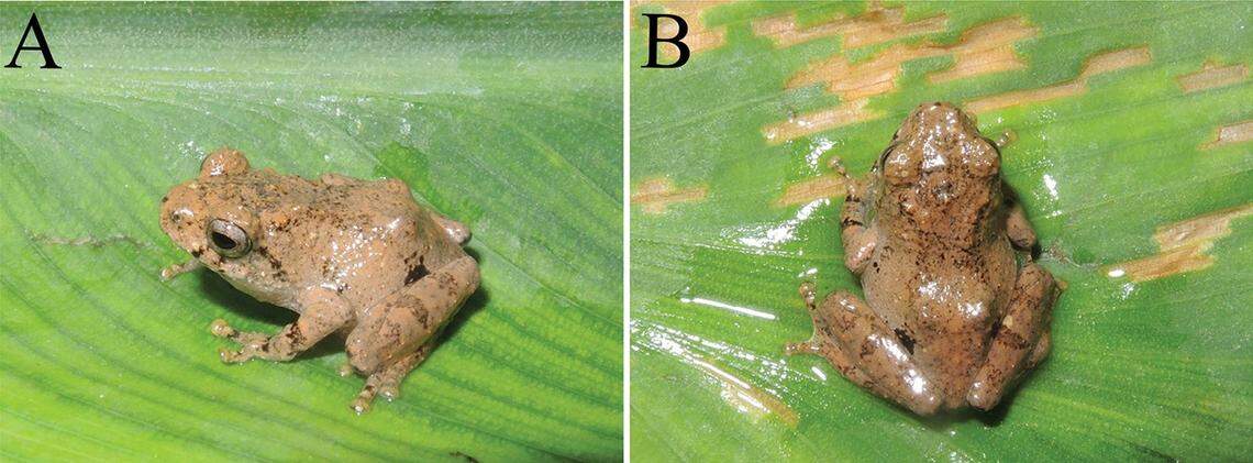 A Raorchestes hekouensis, or Hekou bush frog.