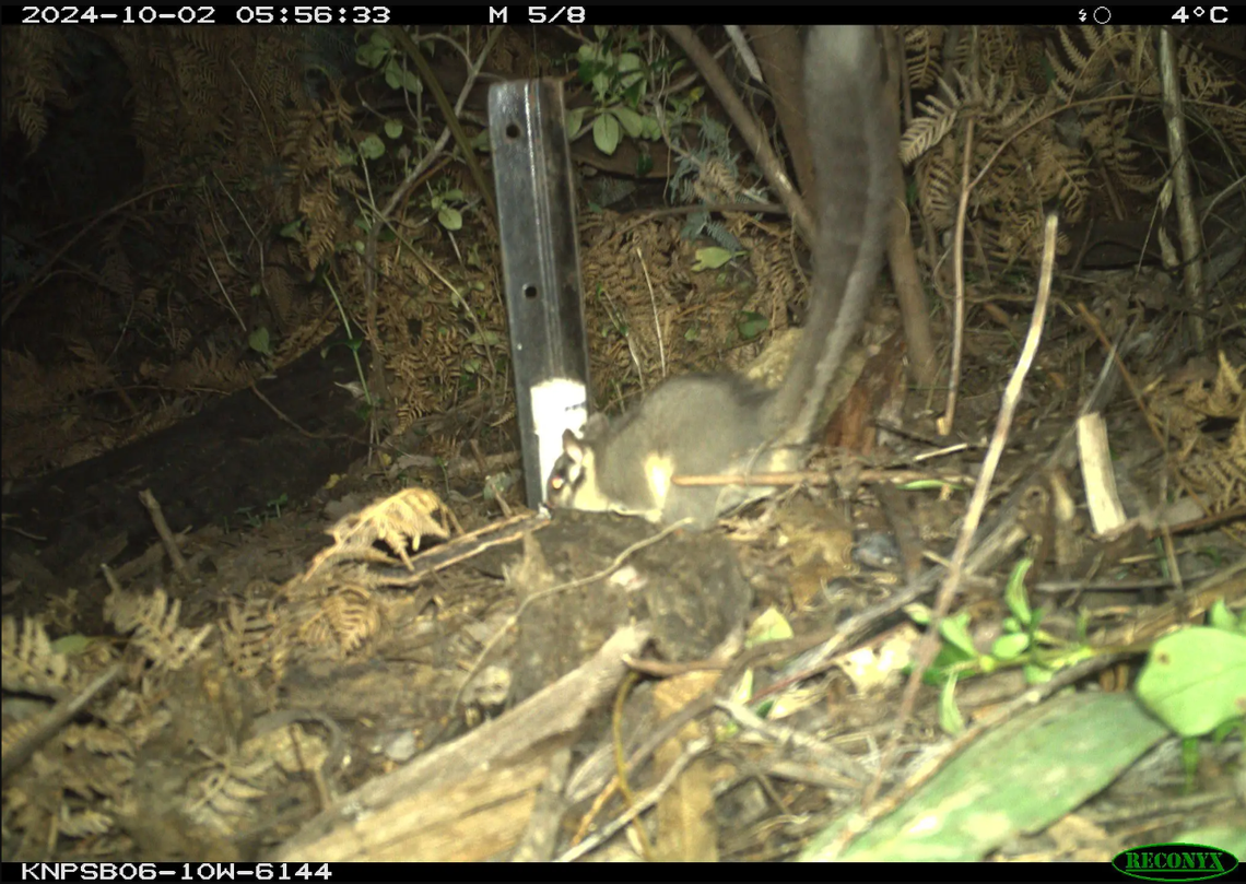 The Leadbeater’s possum seen in Kosciuszko National Park.