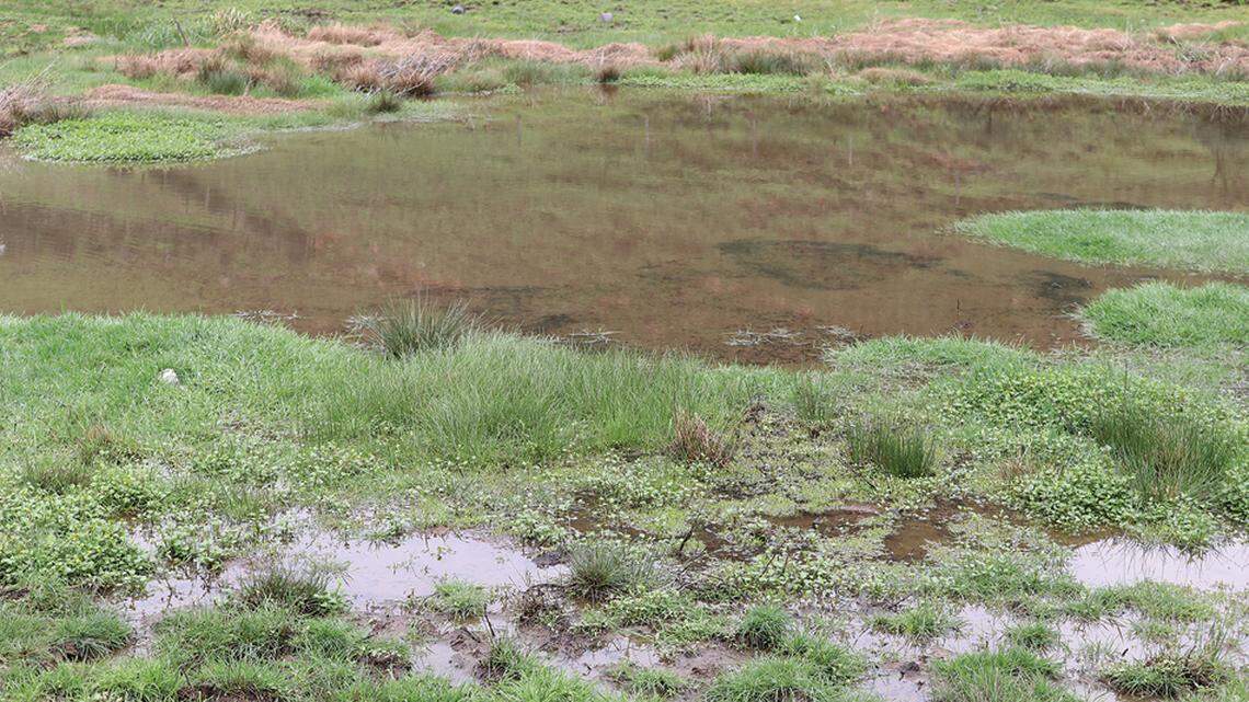 Scientists found a color-changing creature with “long” legs in a national park and discovered a new species, a study said.