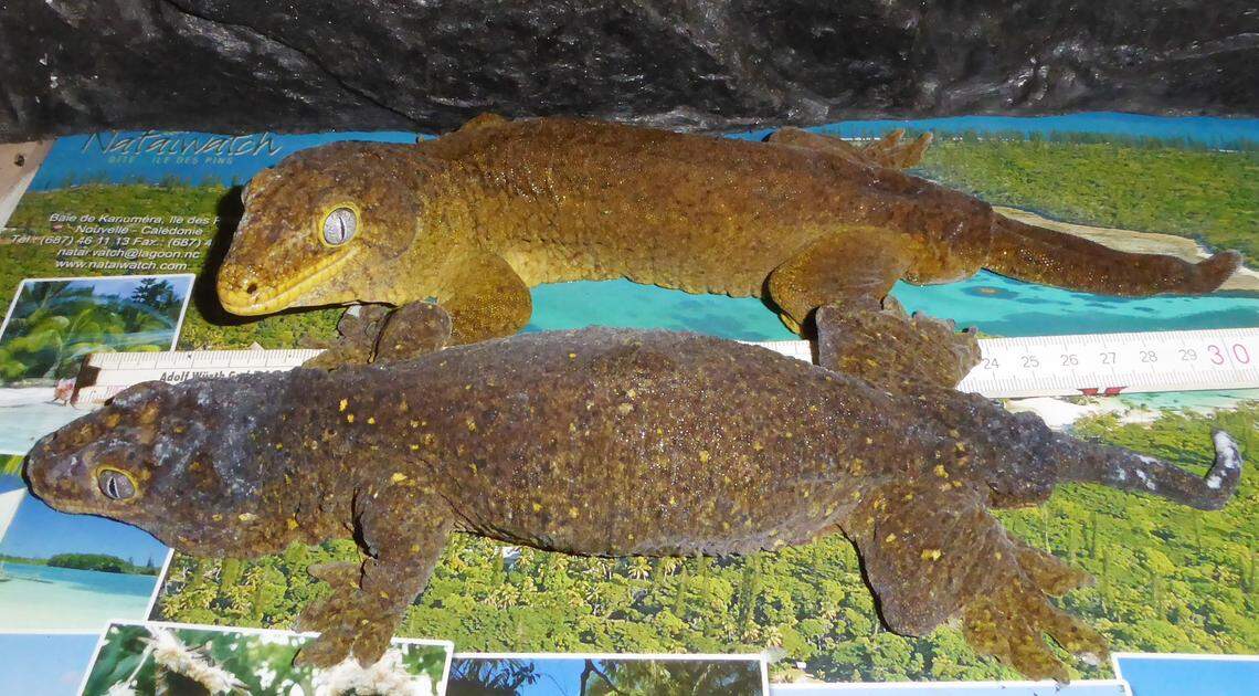 Another pair of Rhacodactylus willihenkeli, or Willi’s giant geckos, kept in a terrarium for decades.