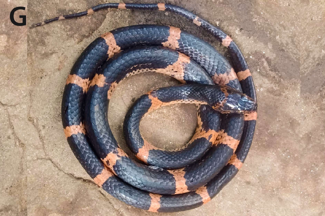 A Lycodon poyarkovi, or Poyarkov’s big-tooth snake.