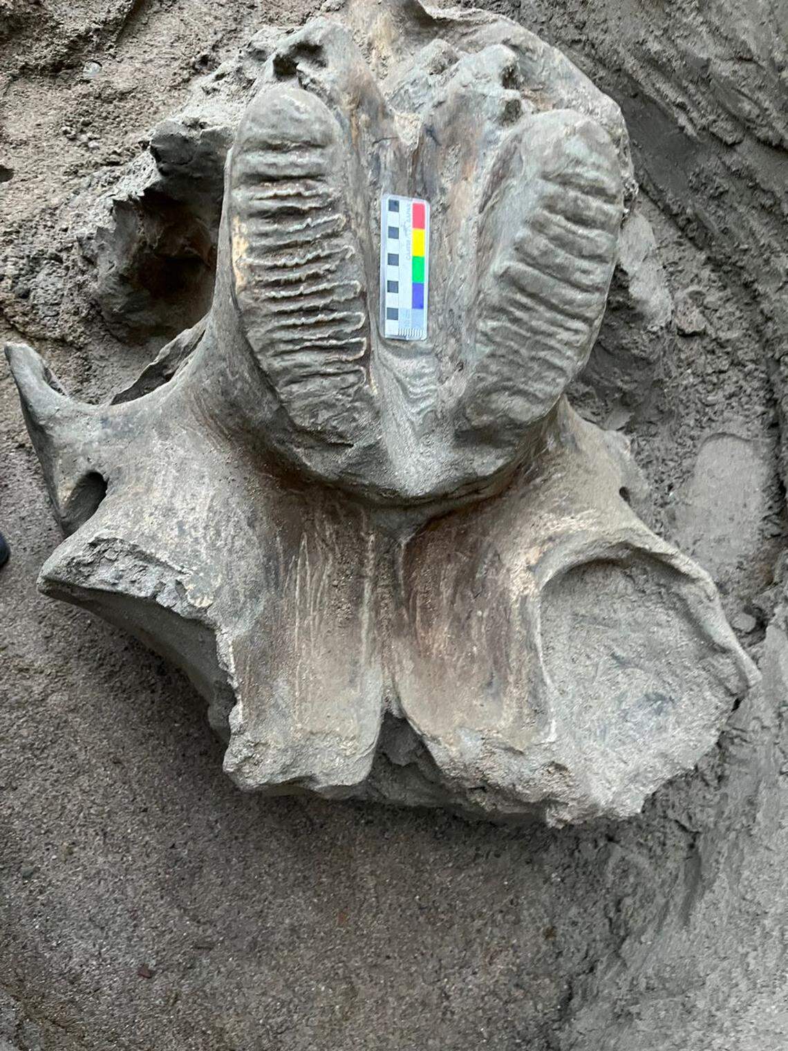 A close-up photo shows the mammoth jawbone.