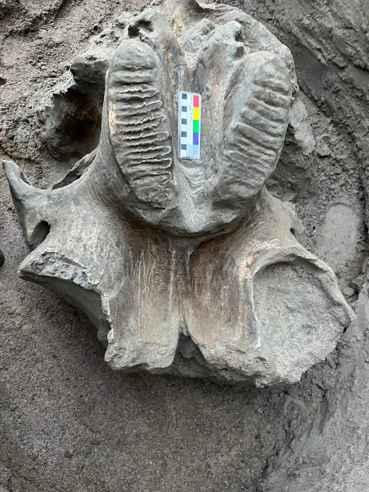 A close-up photo shows the mammoth jawbone.