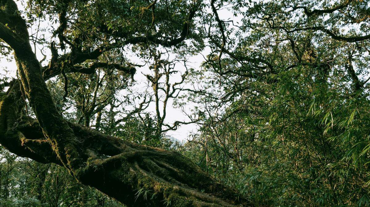 Scientists found a 2-foot-long predator with “large” nostrils in a rainforest of southeast Asia and discovered a new species, a study said.
