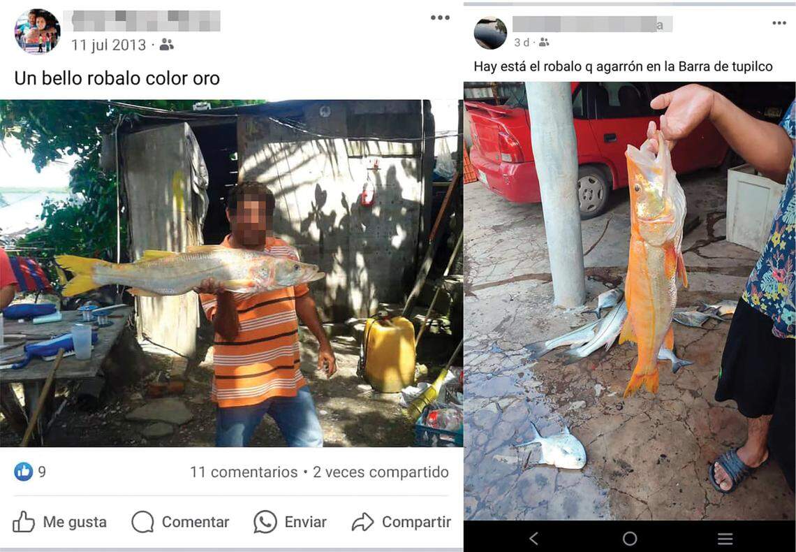 Other records of odd-colored common snooks in the Tabasco area.