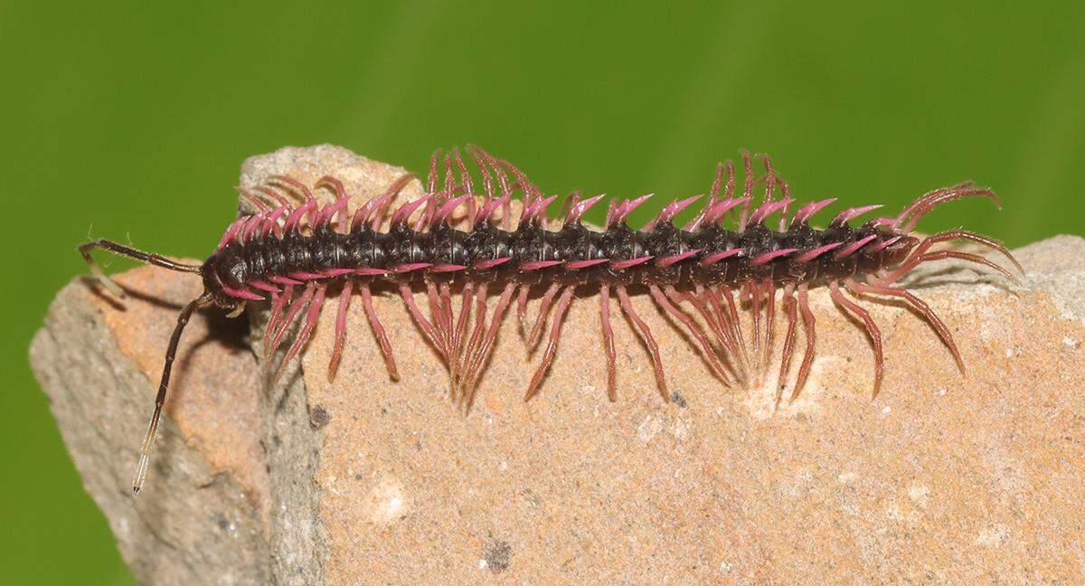 A Desmoxytes sirindhornae, or Sirindhorn’s dragon millipede.