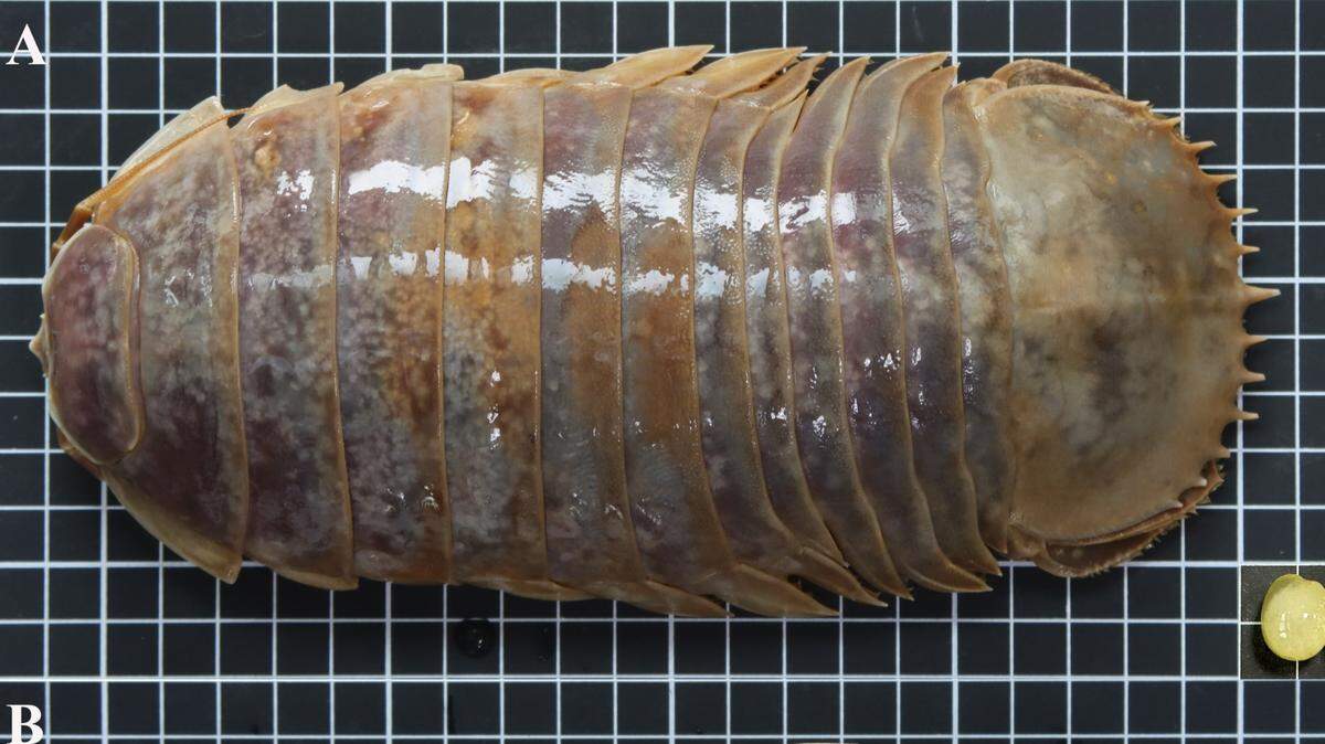 This is the third supergiant isopod species discovered in the South China Sea since 2017, researchers said.