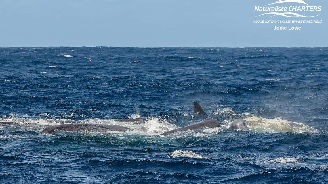 A tour boat in Australia watched as a pod of orcas chased and attacked a group of sperm whales. A rare video shows the predators fighting.