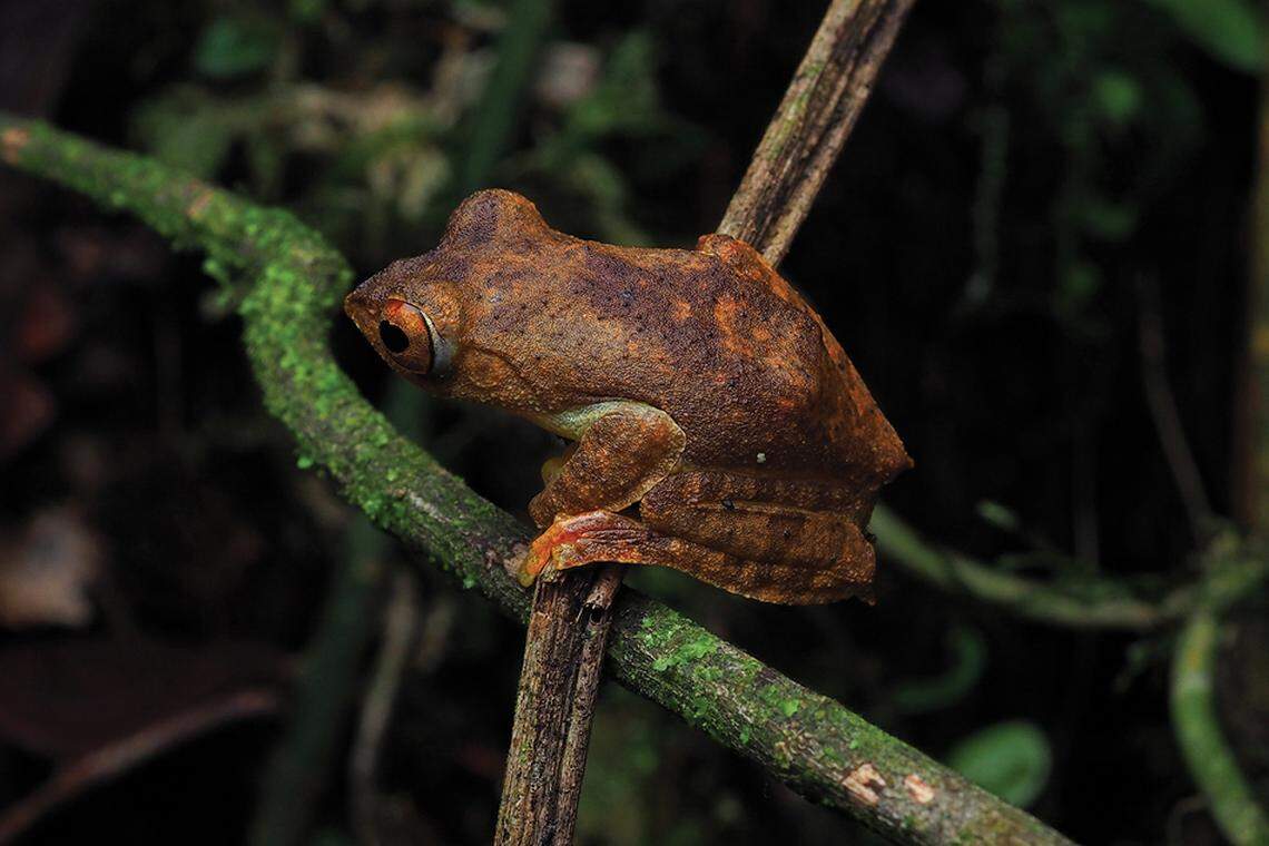 A Rhacophorus medogensis, or “Xizang flying frog.”
