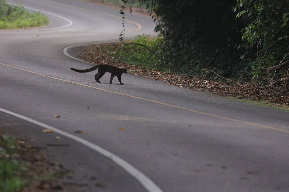 The marbled cat seen at Kaeng Krachan National Park by Kittipong Ngamjing.