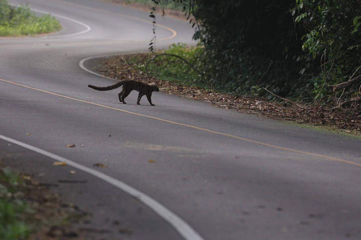 The marbled cat seen at Kaeng Krachan National Park by Kittipong Ngamjing.