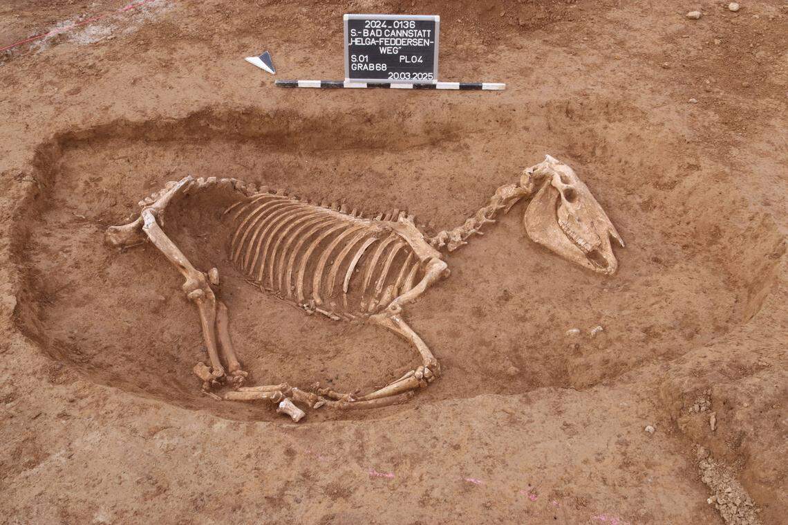 One of the military horses found in the ancient Roman cemetery in Stuttgart.