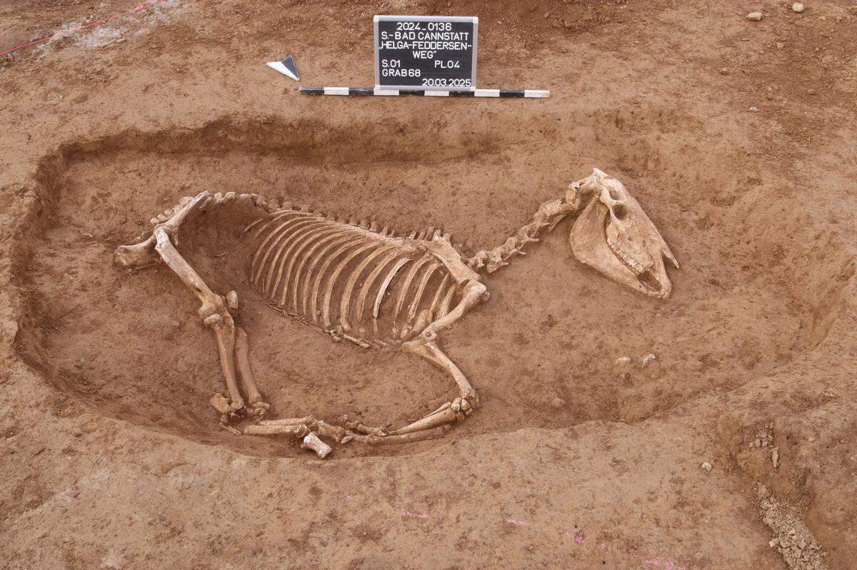 One of the military horses found in the ancient Roman cemetery in Stuttgart.