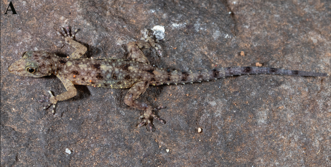 A male Cnemaspis kanyakumariensis, or Kanyakumari dwarf gecko.