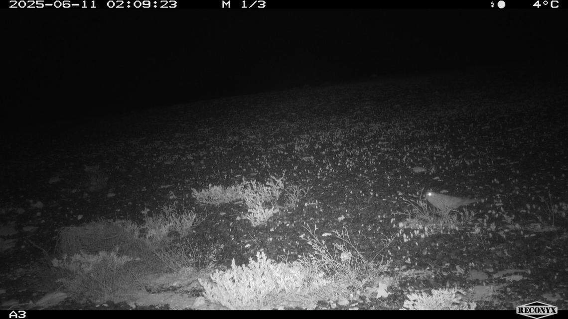 A night parrot (bottom right) as seen on a trail camera at Pullen Pullen Special Wildlife Reserve in June.