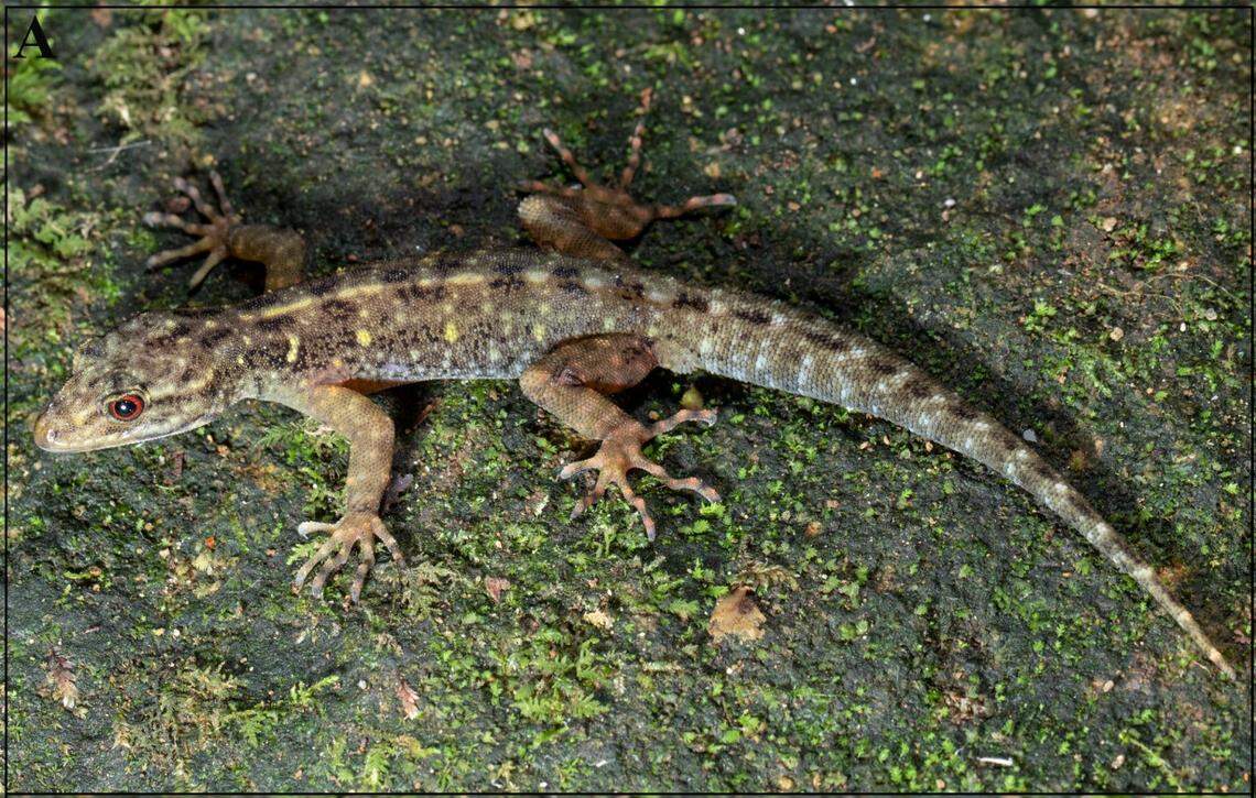 A Cnemaspis anaimalaiensis, or Anaimalai dwarf gecko.