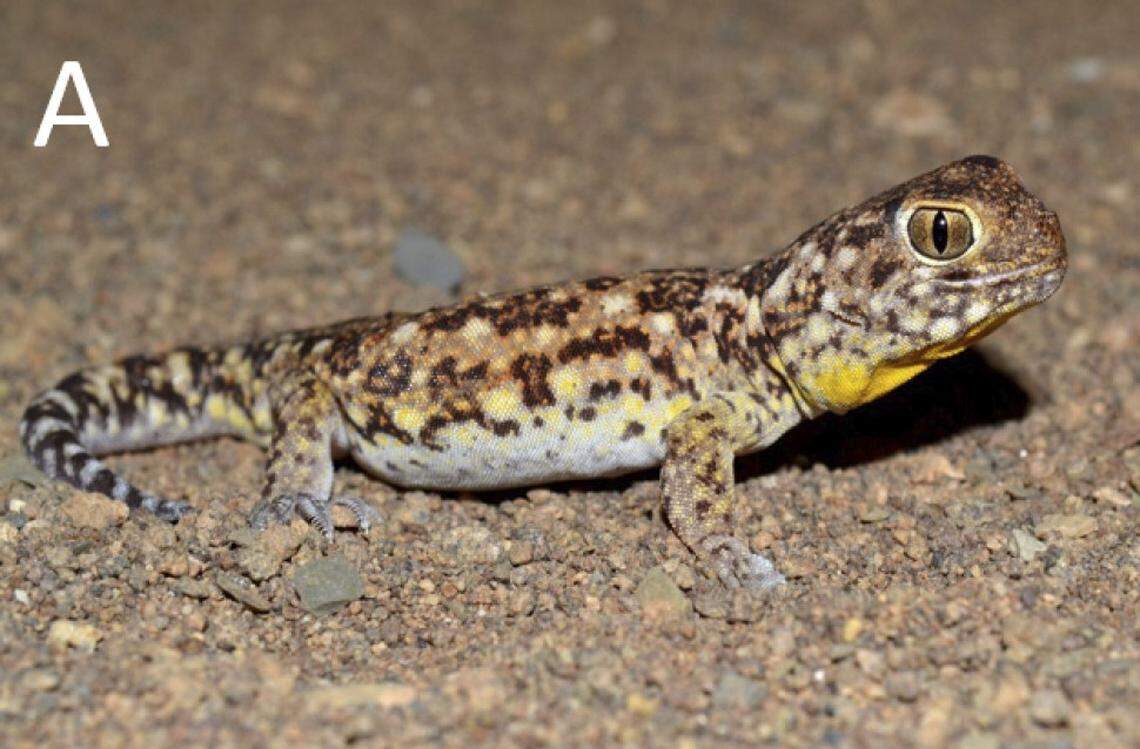 A Ptenopus kenkenses, or Nama barking gecko.