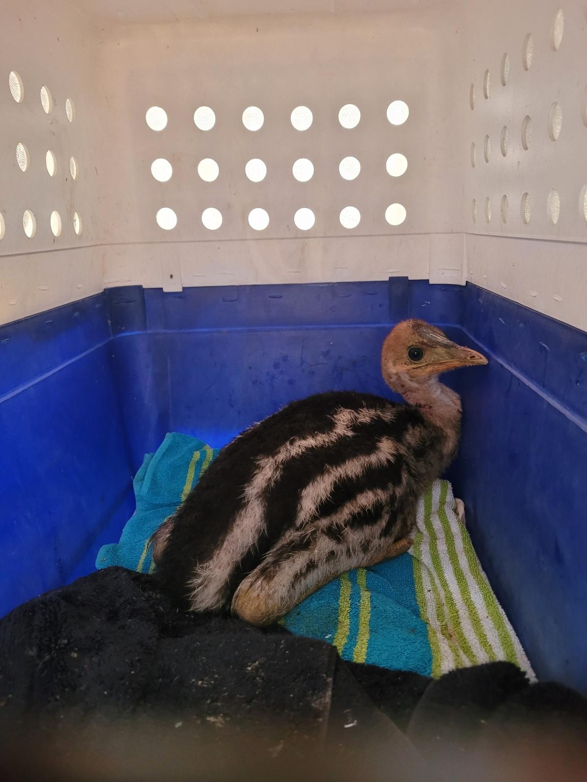 The injured cassowary chick in a pet carrier.