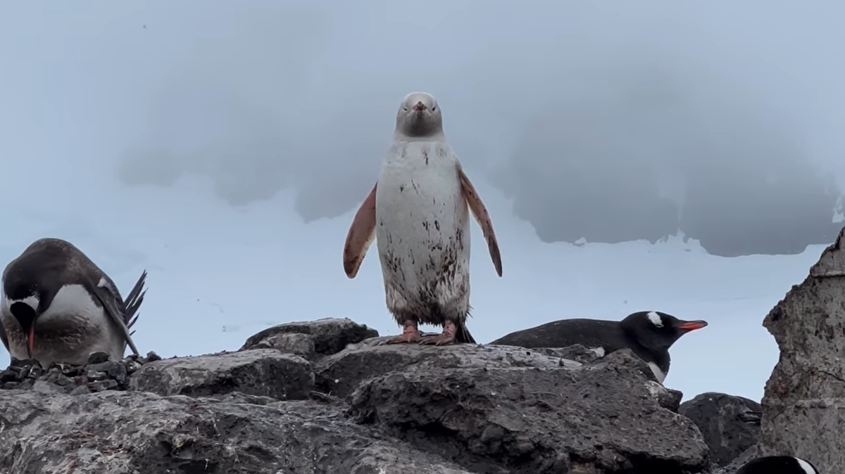 A videographer at the González Videla Antarctic research station filmed a rare leucistic gentoo penguin with almost completely white feathers, videos show.