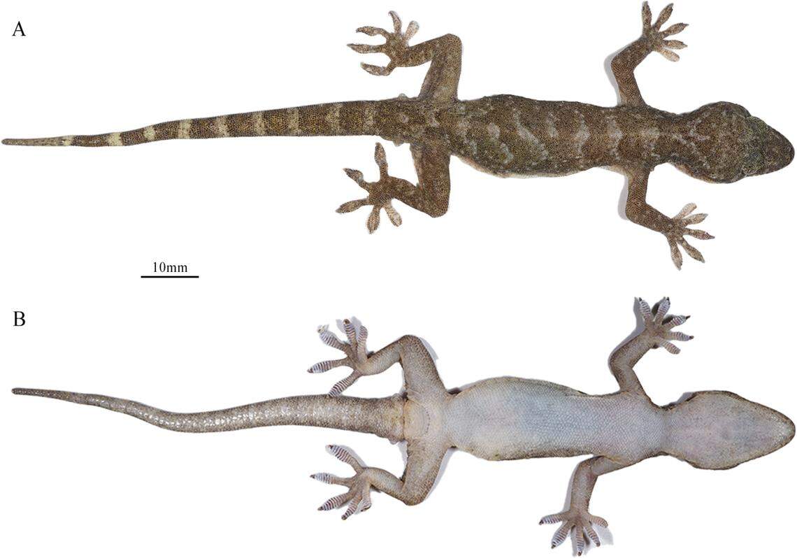 A Gekko alpinus, or alpine gecko, as seen from above and below.