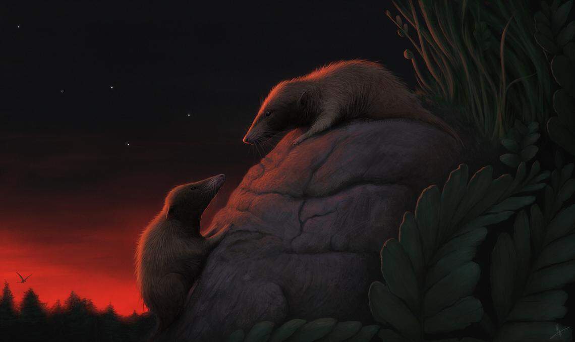 The mammal relatives were about the size of a mouse and fed on insects.