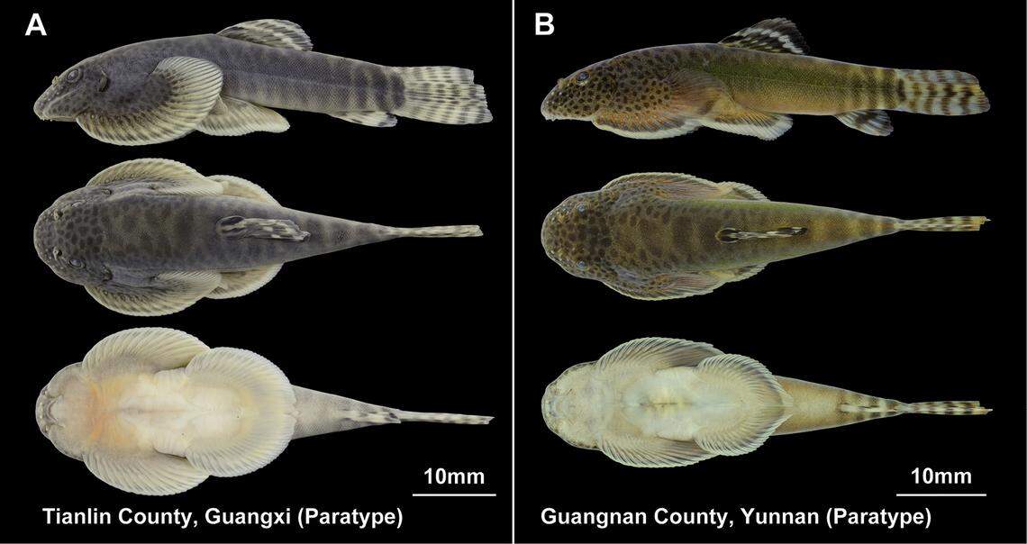 The color variation of Beaufortia granulopinna, or grainy-finned loach fish, in two different locations.
