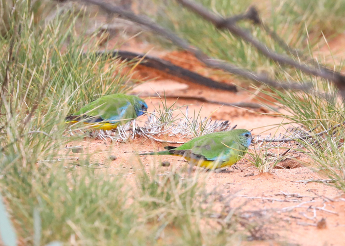 A pair of scarlet-chested parrots at Scotia Wildlife Sanctuary.