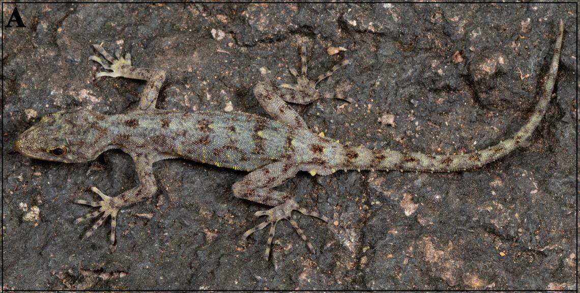 An Cnemaspis basalticola, or basalt dwarf gecko, perched on a rock.