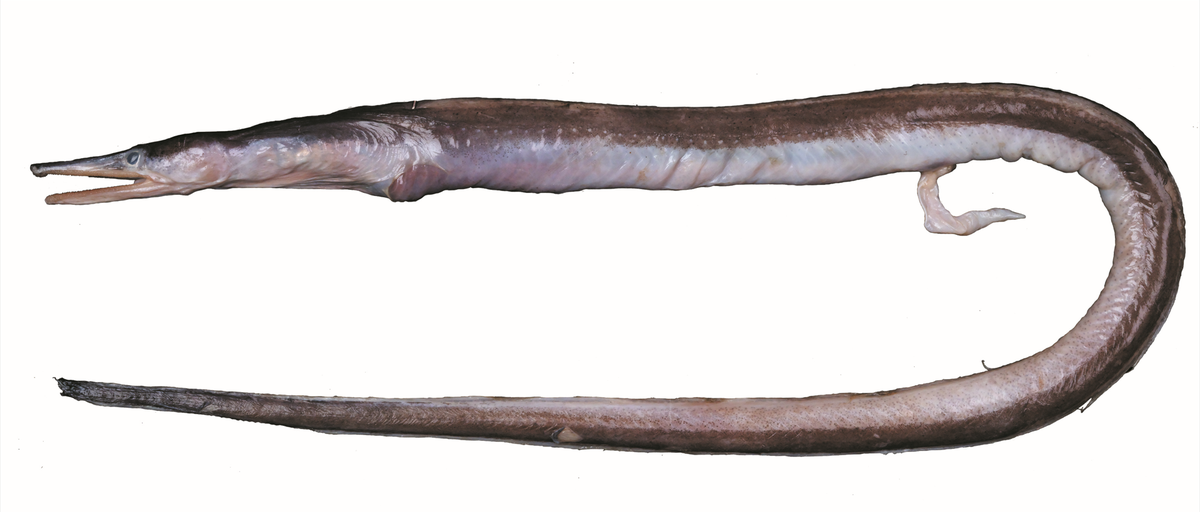 A Facciolella smithi, or Smith’s witch eel.