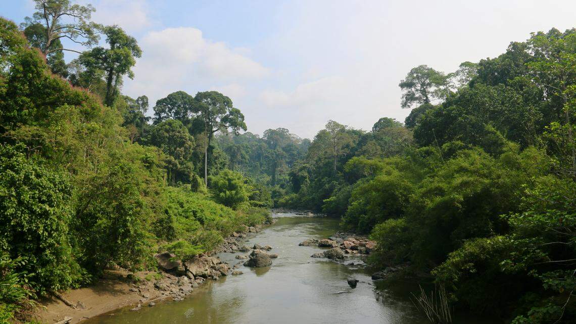 Two new species of bird-dropping crab spiders have been discovered in Malaysia and the Philippines, according to a study.