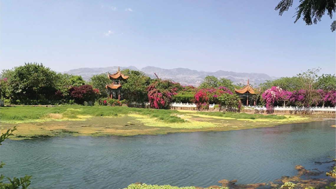 Researchers said a “rapid decline” of plant life and the introduction of a new species may have led to the loach’s disappearance.