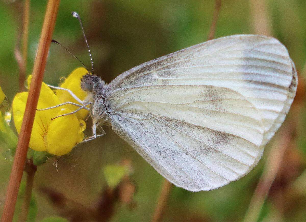 A wood white butterfly seen at Siercwm in Wales.