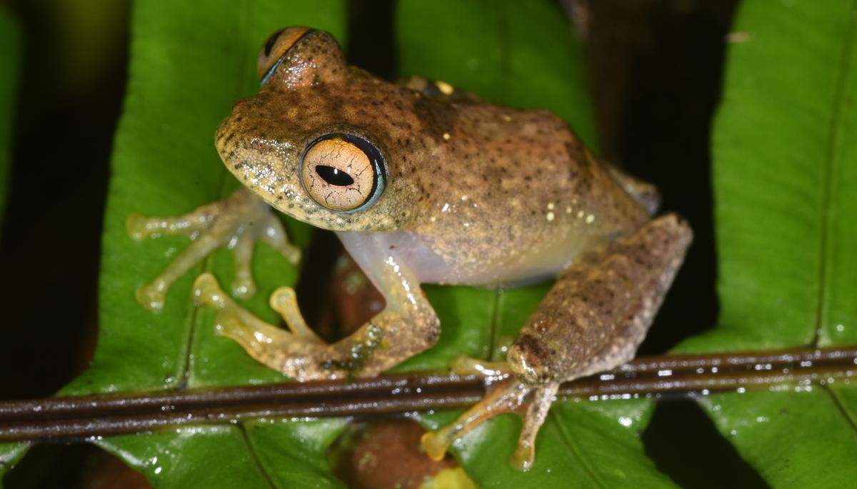 A Boophis pikei, or Pike’s tree frog.