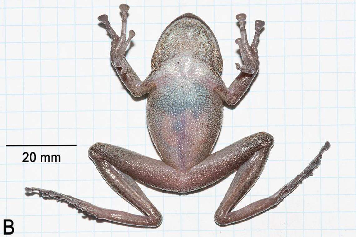 The underside of a Stefania imawari frog.